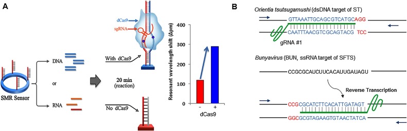 CRISPR/dCas9-mediated biosensor for detection of tick-borne diseases.